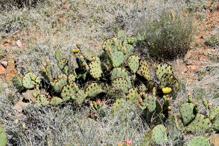 Tulip Pricklypear grows up to 3 feet or less and spreads out to 8 feet across. The plants are spreading to commonly trailing with green to dark green (or reddish-brown under stress), flattened pads or stem segments. Opuntia phaeacantha